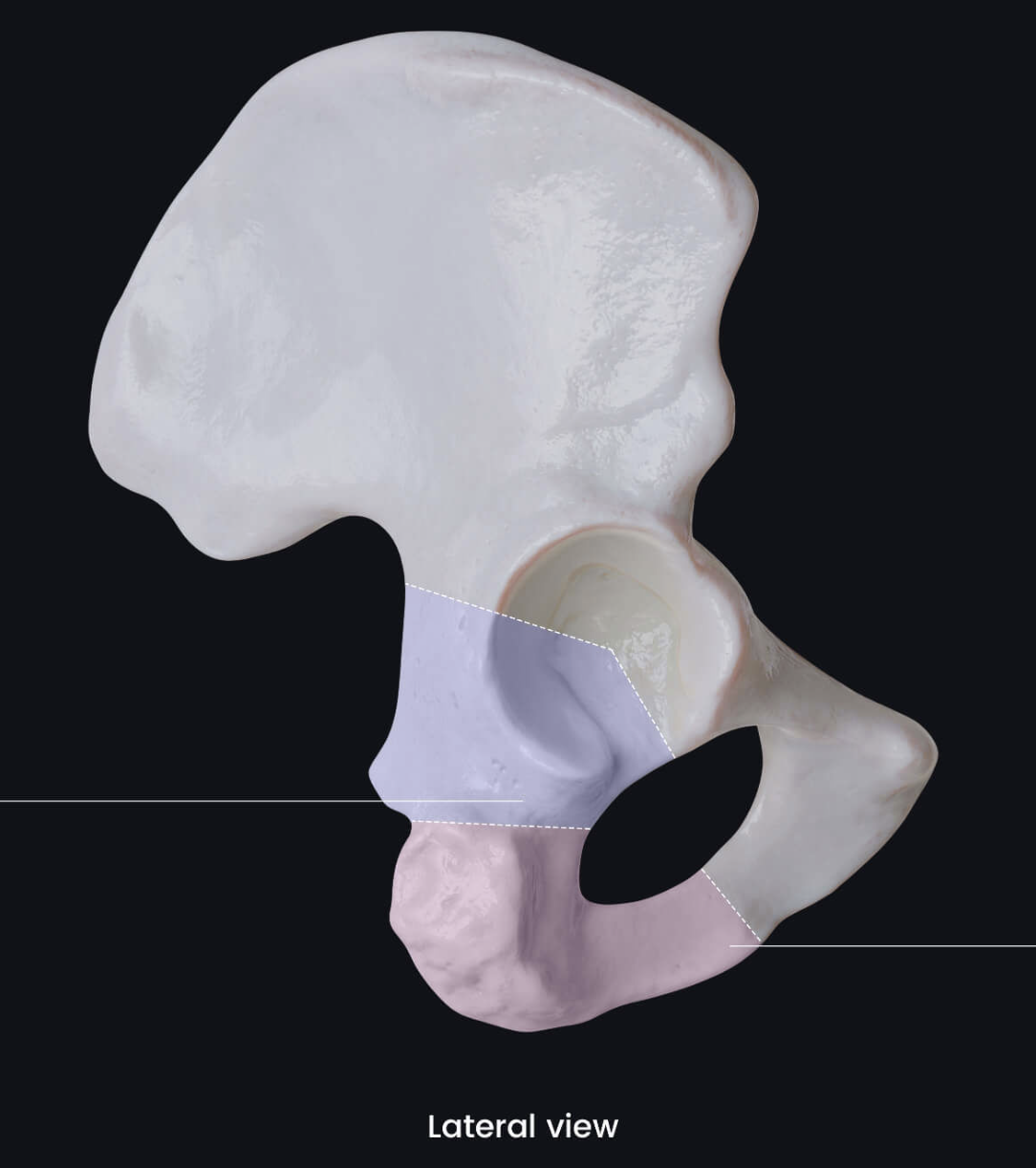 <p>Name the bone highlighted in purple.</p>