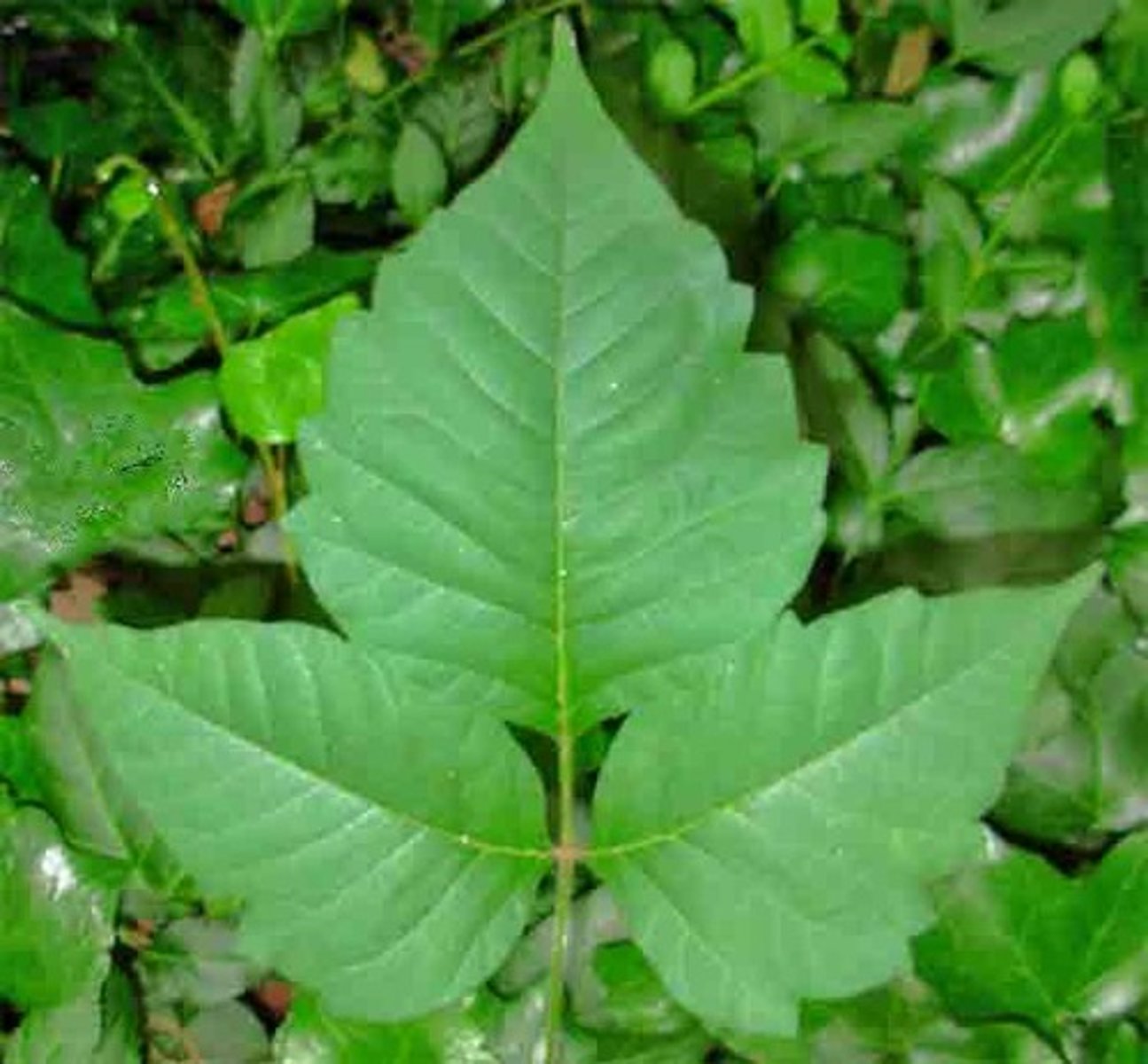 <p>-climbing shrub or vine</p><p>-3 leaflets per stem</p><p>-central, northeastern US</p>