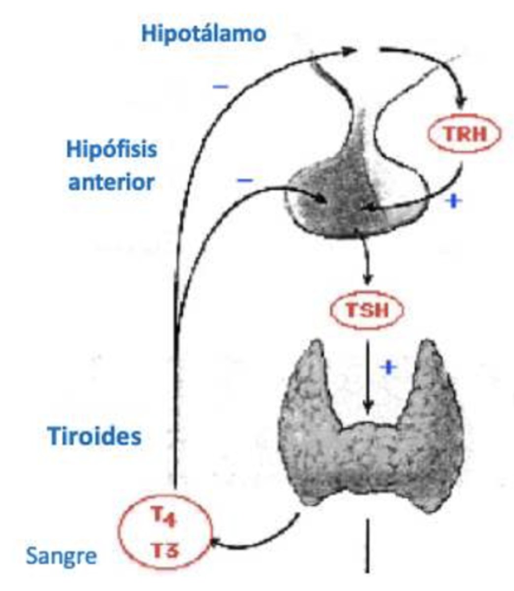 <p>TRH (del hipotálamo)</p><p>TSH</p>