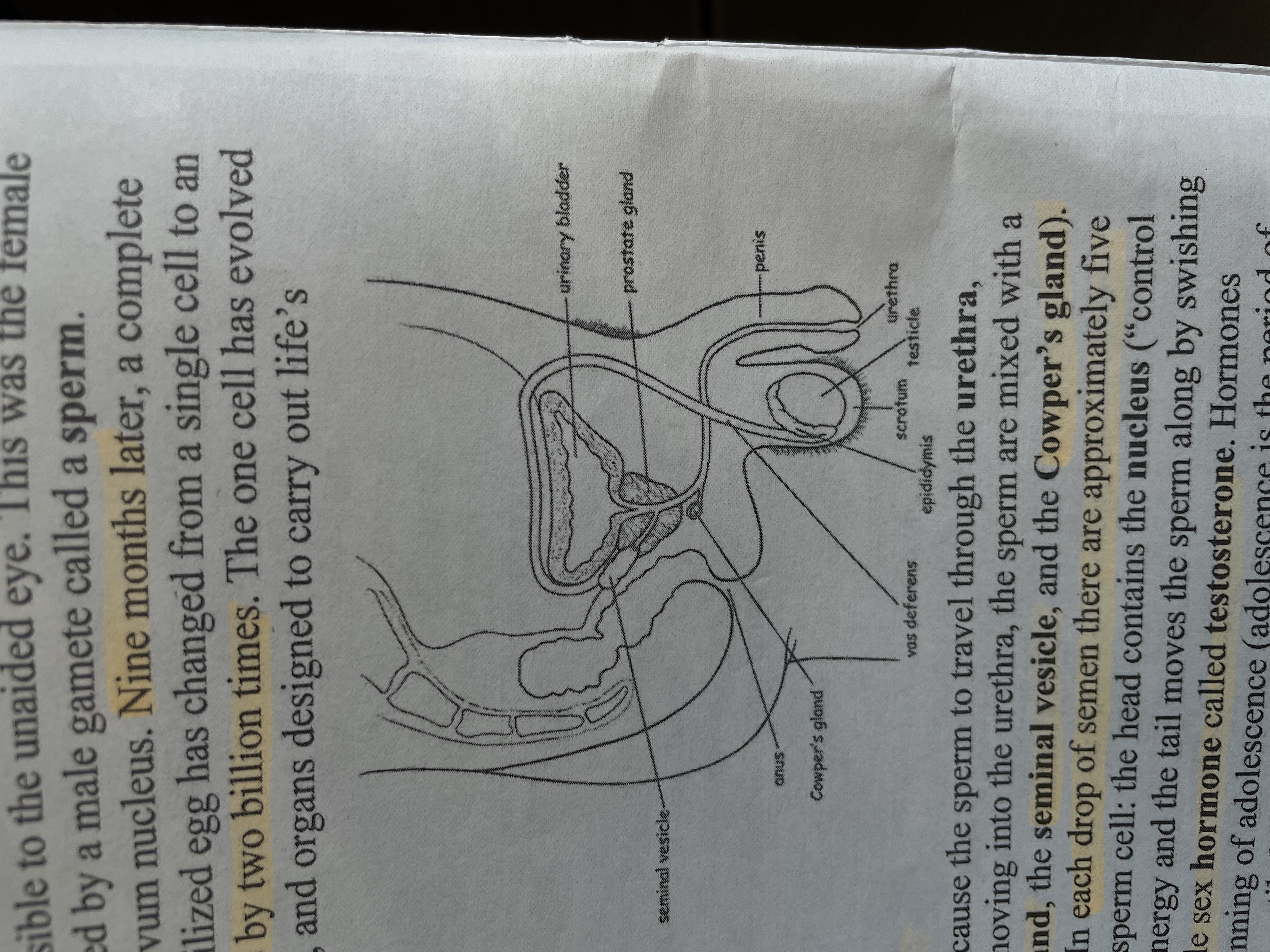 <p>SHORT ANSWER</p><p>Male reproductive structure </p>