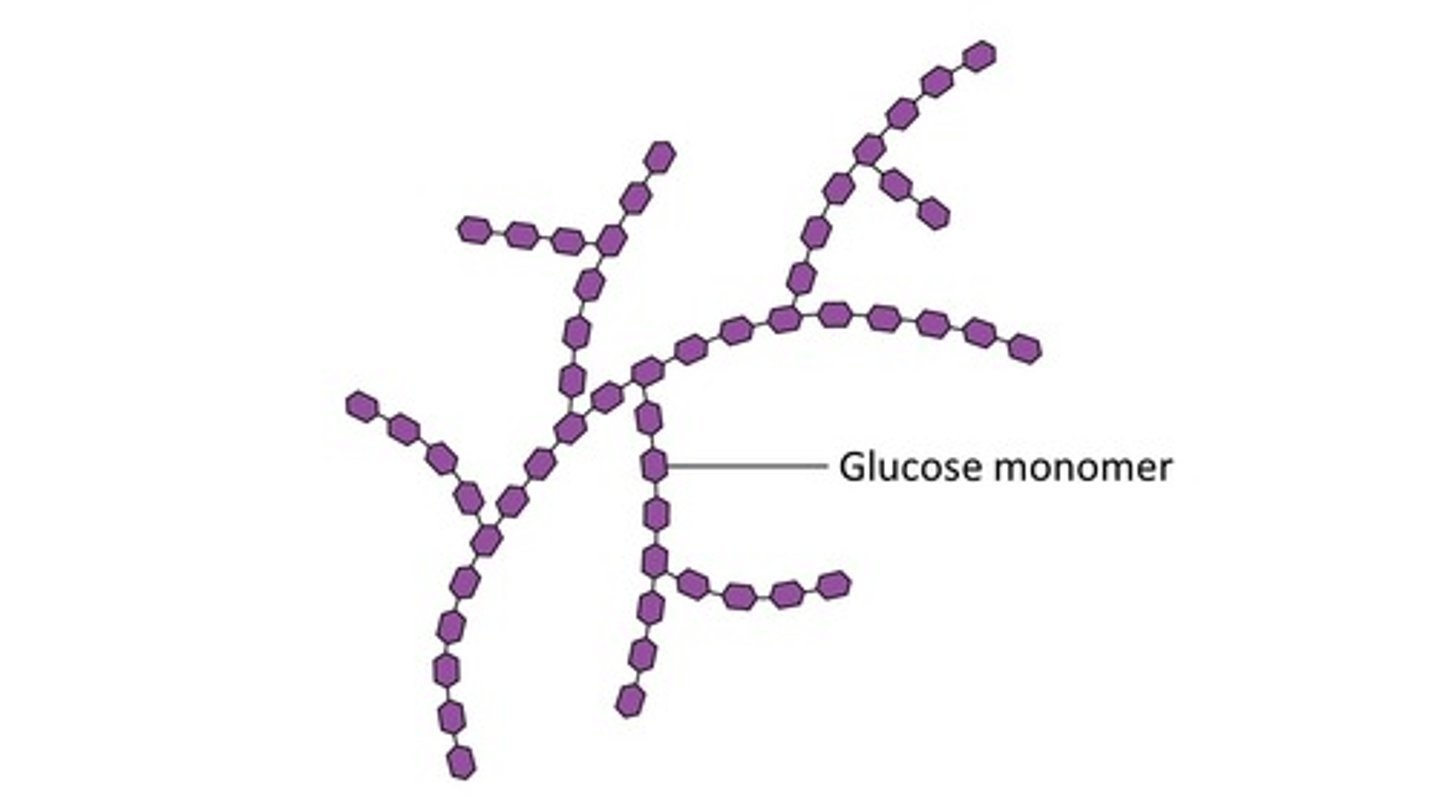 <p>- Made of <span class="bgP">Alpha Glucose</span></p><p>- <span class="bgP">1,4</span> and <span class="bgP">1,6 glycosidic bonds</span></p><p>- <span class="bgP">Highly Branched</span> structure</p><p>- Used for <span class="bgP">energy storage</span></p>