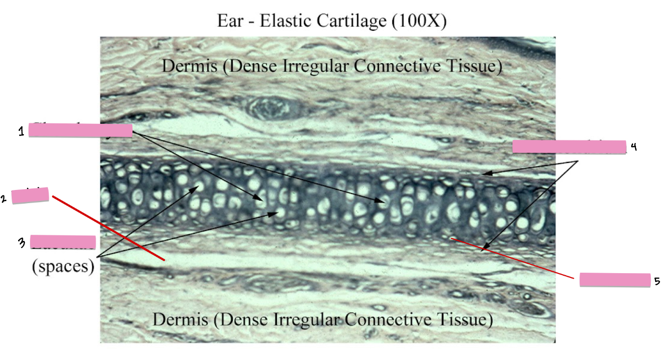 <p>(5) Elastic cartilage connective tissue cellular characteristics</p>