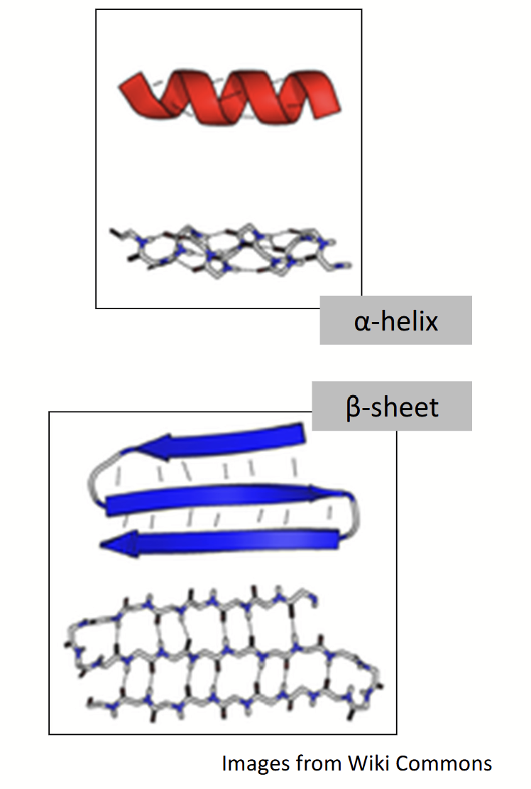 <p>Structure determined by the <strong>hydrogen bonds</strong> that create a more stable structure.</p><ul><li><p>Interestingly, certain AAs prefer one structure over the other.</p></li></ul><p><strong><em>Bonds don’t involve side chains, only backbone atoms</em></strong><em>.</em></p><p><u>Two “types” of stabilized structures exist:</u></p><ol><li><p><strong>α-helix</strong></p></li><li><p><strong>β-pleated sheet</strong></p></li></ol><p></p>