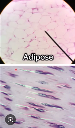 <p>Which connective tissue is this?</p>