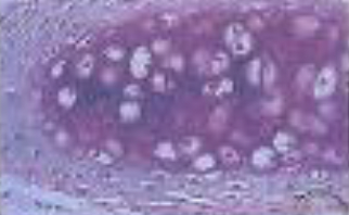 <p>Identifica el tejido</p>