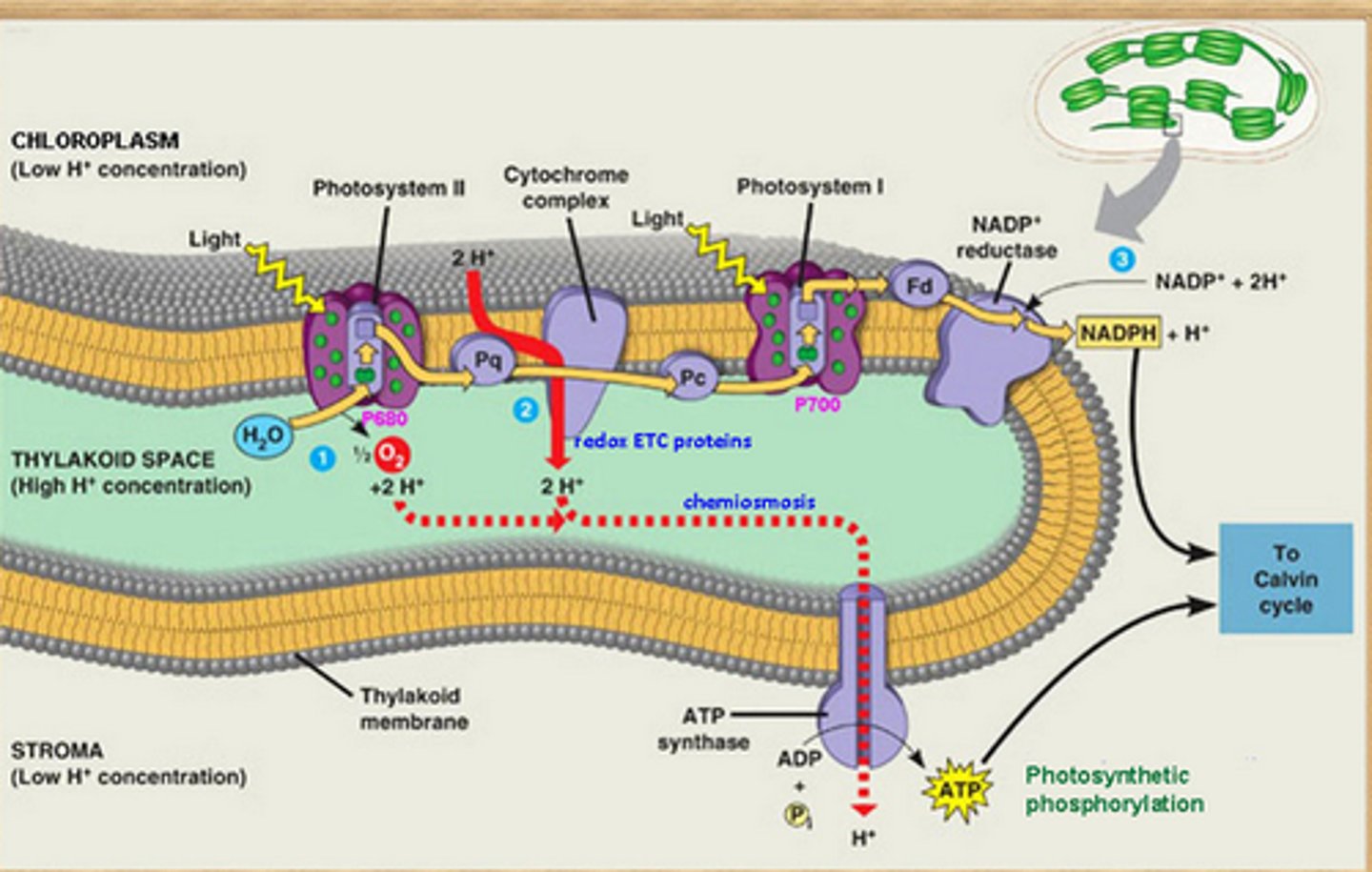 <p>uses the electrochemical gradient across the thylakoid membrane (created by the ETC), to power ATP synthase to phosphorylate ADP into ATP</p>