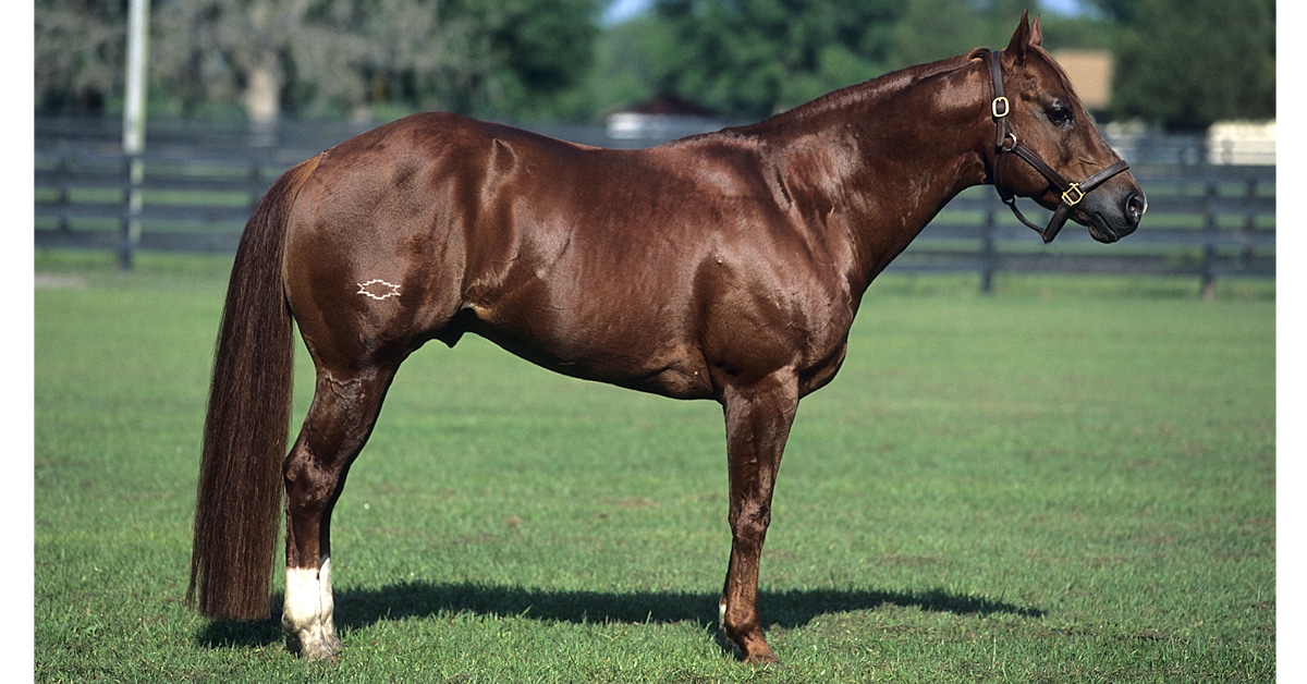<p><strong>American Quarter Horse or Quarter Horse</strong></p>