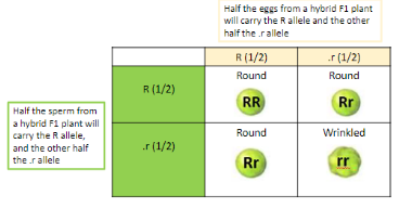 The **phenotypic ratio** of round to wrinkled seeds will be **3:1** 

The **genotypic ratio** will be **1(RR):2(Rr):1(rr)**