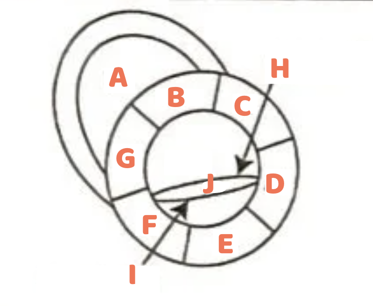 <p><span style="color: rgb(255, 109, 77);"><strong>C</strong></span></p>