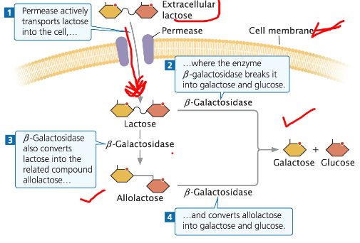 <p><strong>Lactose Metabolism</strong><br>āLactose, found in milk, can be metabolized by E. coli<br>āNeeds to be transported into the cell by permease (lacY)<br>āβ-galactosidase (lacZ) breaks lactose into glucose and galactose<br>āβ-galactosidase also converts lactose into allolactose<br>āThiogalactoside transacetylase (lacA) is the third enzyme, function unclear</p><p><strong>Operon Structure</strong><br>āAll enzymes are encoded by adjacent structural genes<br>āThey share a common promoter (lacP)</p><p><strong>Function Summary</strong><br>āPermease actively transports lactose across the cell membrane<br>āβ-galactosidase breaks lactose into galactose and glucose<br>āβ-galactosidase also converts some lactose into allolactose, which acts as the inducer</p>