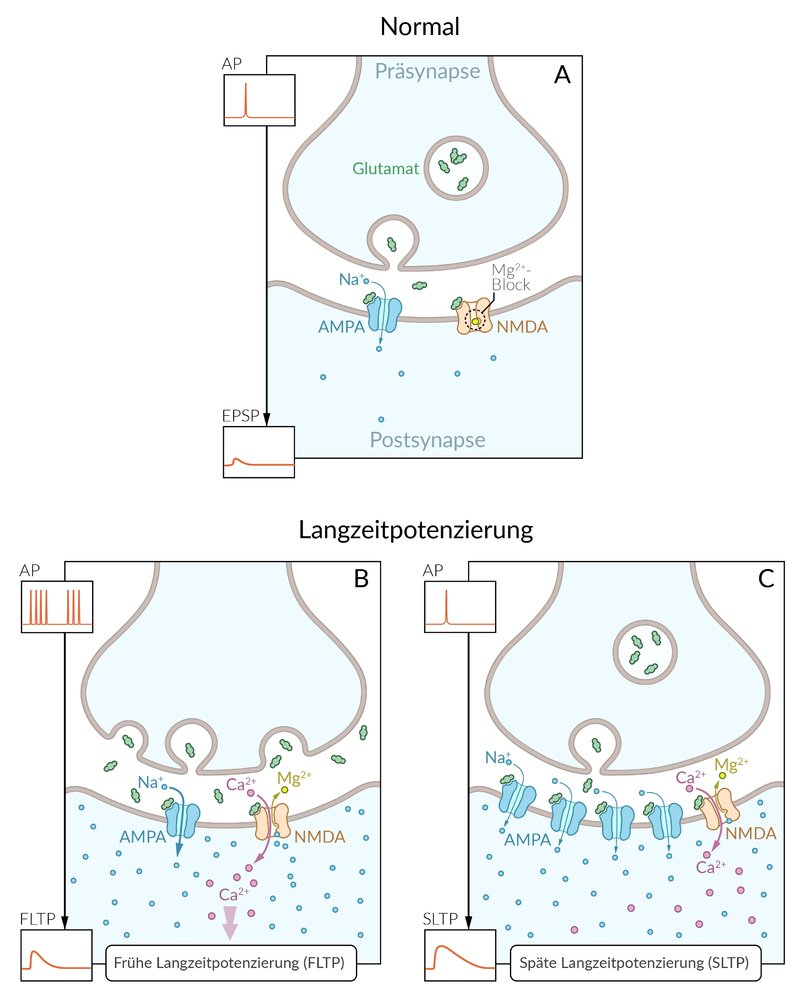 <p>E. Are voltage-dependently blocked by Mg²⁺</p>