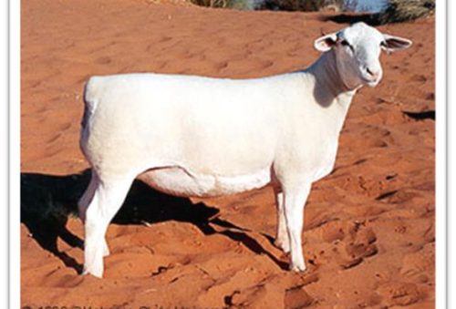 <ul><li><p>really meaty, typically like to cross with Katahdin and can be white or black in face </p></li><li><p>one in desert and one with baby</p></li></ul><p></p>