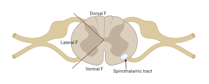 <p>Each of the three regions of WHITE MATTER in the spine; divided into a dorsal funiculi, lateral funiculi, and ventral funiculi </p><ul><li><p>divided by the points of penetration of the spinal roots (see image)</p></li></ul><p></p>