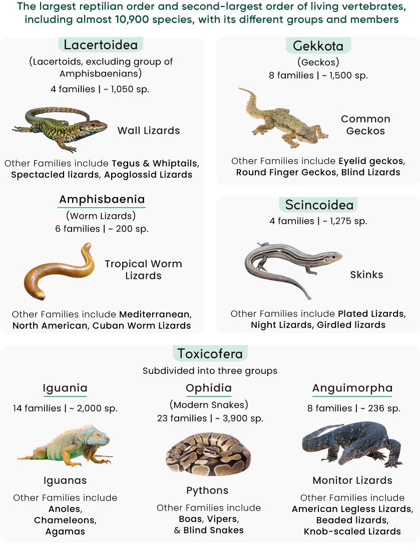 <p>Phylum?<br>subphylum?<br>Class?<br>order<br>Symmetry? Tissue type?<br>Cavity?</p>