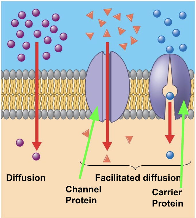 <ul><li><p>transportation that does not require ATP, whcih moves down a concentration gradient&nbsp;</p></li><li><p>Allows small molecules, nonpolar molecules, and uncharged molecules&nbsp;</p></li><li><p>Facilitated diffusion:</p><ul><li><p>diffusion involving channel proteins that may be gated which open or close in response to a ligand</p></li><li><p>involves substances that have charged or are too big&nbsp;</p></li><li><p>support from proteins in order to pass through hydrophobic parts&nbsp;</p></li><li><p>may involve carrier proteins</p></li><li><p>Facilitated diffusion systems can be saturated</p></li><li><p>Carrier proteins: carry substances into the cell&nbsp;</p></li><li><p>Channel protein: has holes to allow ions into the cell&nbsp;</p></li></ul></li></ul><p></p>