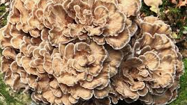 <p><span><span>Maitake</span></span></p>