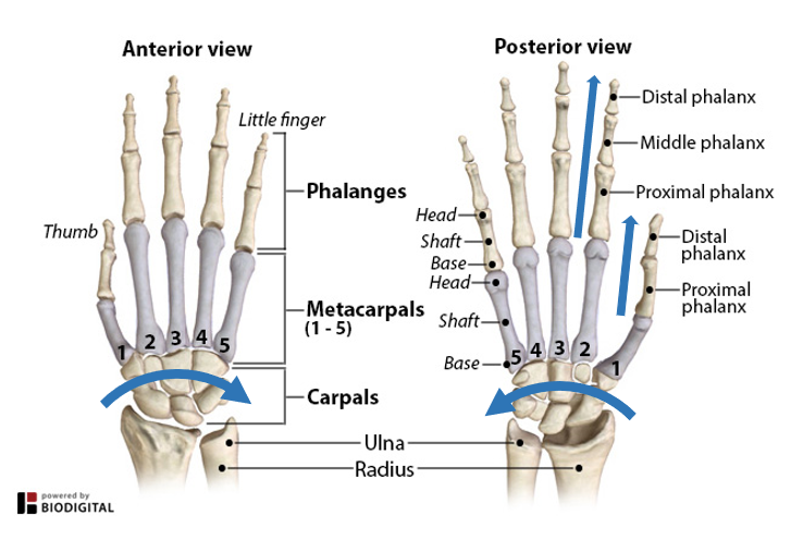<p>-14 phalanges (s. phalanx)</p><p>-Thumb (I) has 2 phalanges (proximal &amp; distal)</p><p>-Index finger (II) to Pinky (V) each have 3 phalanges each (proximal, middle, and distal)</p>