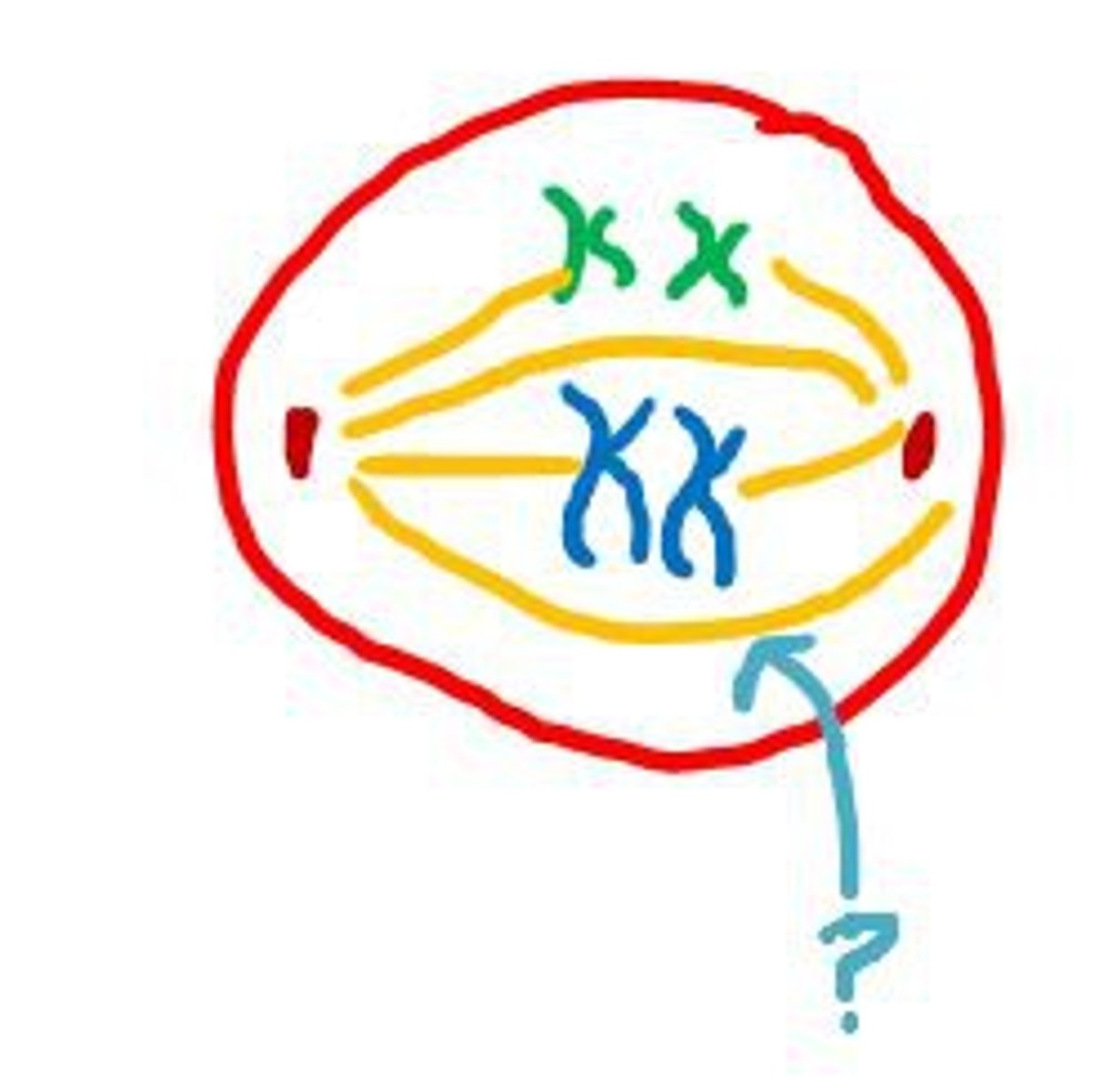 <p>Fibers that affix to the sister chromatids and help divide it between the two cells.</p>
