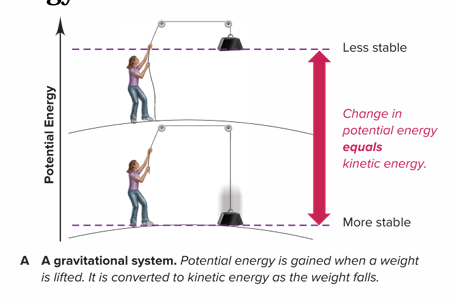 <p>It is the potential energy gained when a weight is lifted is converted to kinetic energy as the weight falls.<strong> A lower energy state is more stable</strong>; therefore, the weight falls down.</p>