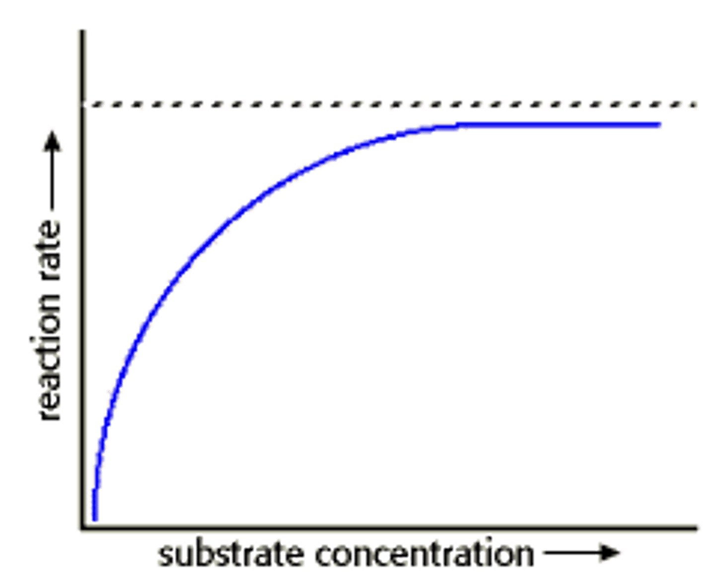<p>amount of substrate available for enzyme reactions</p>