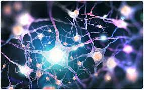 <p>Cells that are unique to the organ and can only develop into more specialized cells of that same organ. Examples: nerve cells in the brain, blood cells in the bone marrow. There are two main types of stem cells: adult stem cells (also called somatic stem cells) and embryonic stem cells. In spite of their name, adult stem cells are found in humans of all age</p>