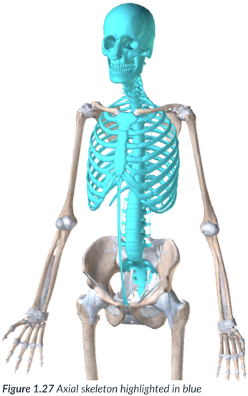 <p>axial division: makes up the _____ of the body &amp; is found at the _____. </p><p>includes the _____, ____, ____, ____ &amp; ____.</p>