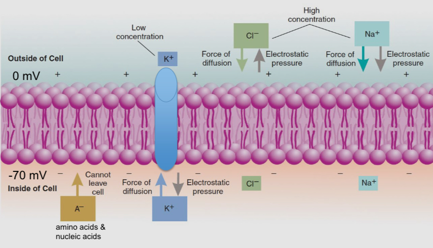 <ul><li><p> Sodium potassium transporters (use ATP to concentrate potassium inside the cell and sodium outside the cell</p></li><li><p>Potassium leak channels ( are always open; the number of these ion channels largely determines the resting membrane potential </p></li></ul><p></p>