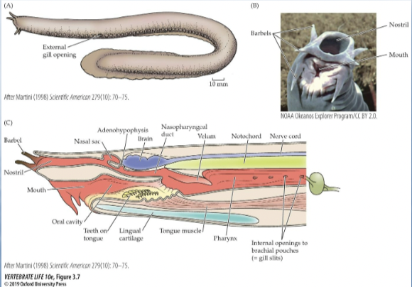 <p>What are characteristics of Class Myxiniformes (hagfish)?</p>
