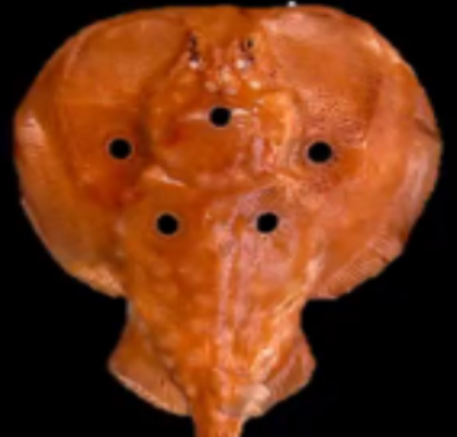 <p>What is the scientific name of this specimen?</p>