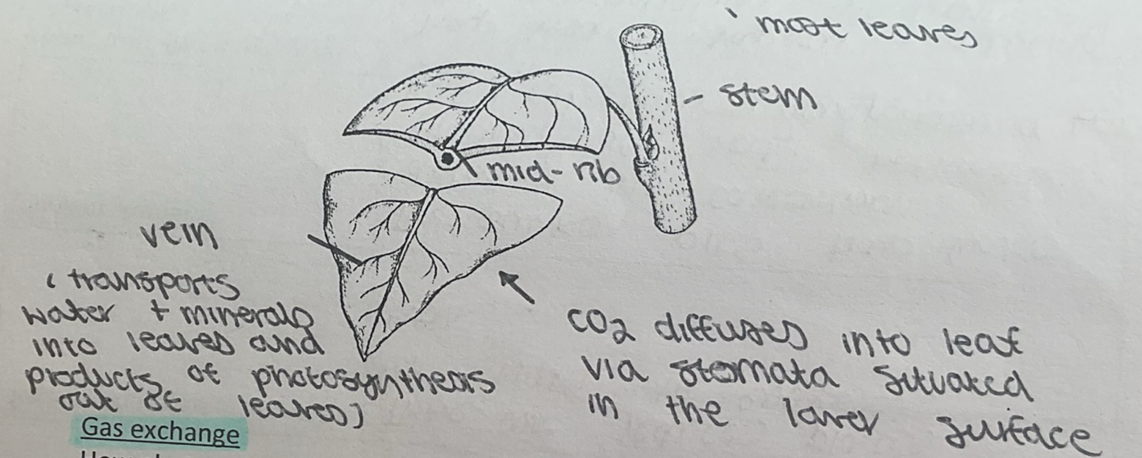 knowt flashcard image