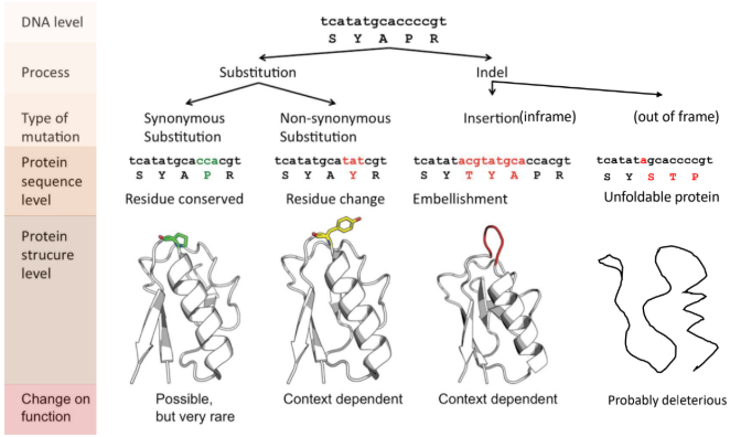 <ul><li><p>mutations that change protein sequence</p></li><li><p>protein changes that cause changes in the cell phenotype</p></li><li><p>phenotypes changes that change the fitness of organisms</p></li></ul><p></p>
