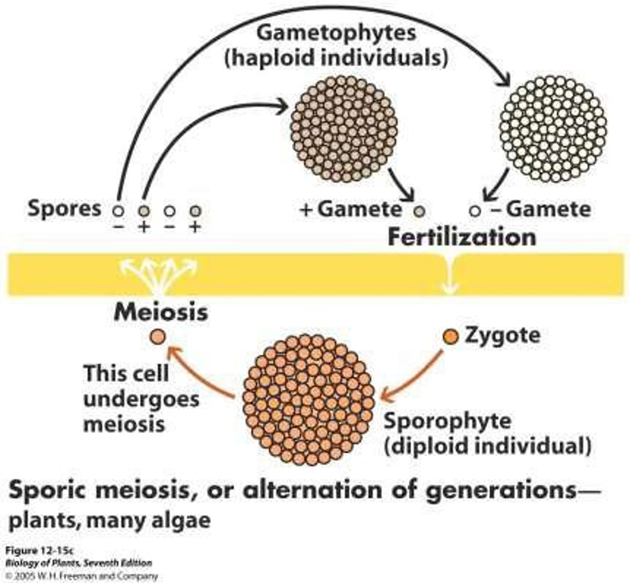 <p>When the gametophyte and sporophyte have different phenotypes.</p>