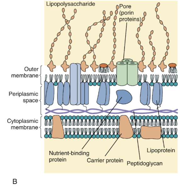 <p>Utanför cellmembranet har det ett tunnt lager peptidoglykaner. Sedan kommer ett asymmetriskt bilager av fosfolipider innerst och<strong> LPS (lipopolysackarider)</strong> ytterst. LPS är också endotoxiner som identifieras av PRR. </p>