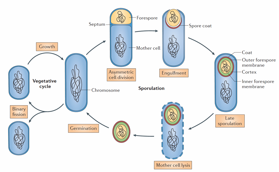 <p>i) Late sporulation</p><p>ii) Mother cell lysis</p><p>iii) Germination</p><p>iv) Assymetric cell division</p><p>v) Engulfment</p>