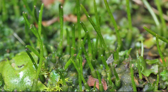 <ul><li><p><span style="font-family: Arial, sans-serif">Gametophytes are flat plates of cells</span></p></li><li><p><span style="font-family: Arial, sans-serif">Stalk-less sporophyte, basal region with indefinite cell division</span></p></li><li><p><span style="font-family: Arial, sans-serif">Sporophyte always green</span></p></li><li><p><span style="font-family: Arial, sans-serif">Internal cavities with N-fixing cyanobacteria</span></p></li></ul>