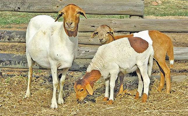 <p>Identify this sheep breed </p>