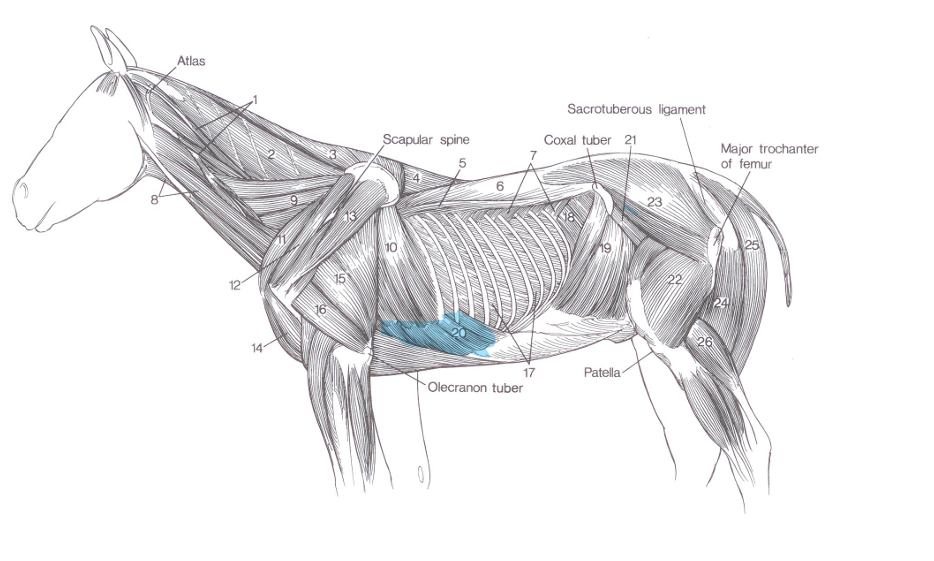 <p>Name of highlighted muscle?</p>