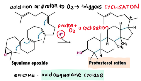 <p>addition of H+ to oxygen triggers cyclisation</p><p>squalene epoxide → protosterol cation</p>