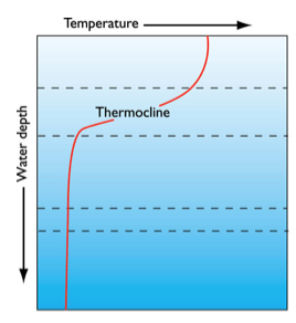 <p>Define a Thermocline</p>