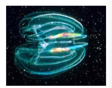 <p>comb jellies, propel through water via cilia, mostly hermaphroditic</p>