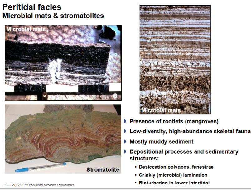 <p>-darker layers represent organic rich</p><p>-whitish layers are carbonate sediment. </p><p>-distinct organic and carbonate detrital layers after storm event</p>