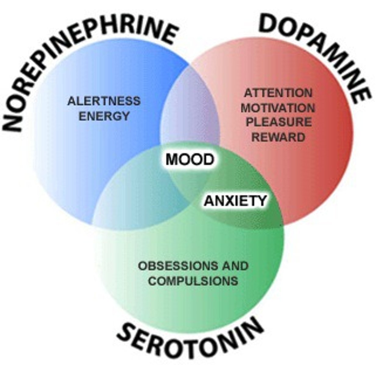 <p>increases alertness and vigilance via locus coeruleus.</p>