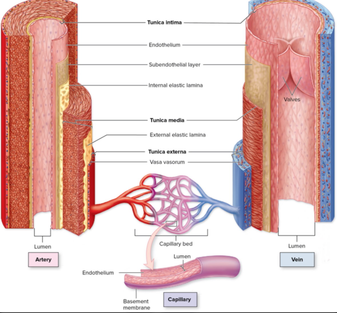 <p>External elastic lamina</p>