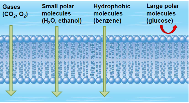 <ul><li><p>smaller molecules generally cross membranes and distribute more readily</p></li><li><p>more important for hydrophilic drugs (larger size limits passive diffusion, must be transported w/ channels)</p></li></ul>