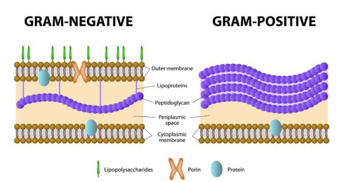 <p>differential stains, also a complex stain (involves multiple reagents, unlike a simple stain)</p>