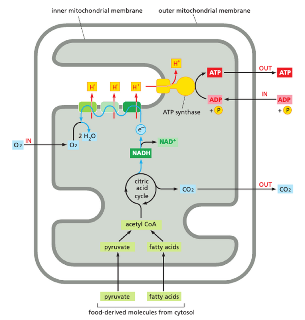 <p>occurs in mitochonrial inner membrane - OXIDATIVE PHOSPHORYLATION</p><ol><li><p>Acetyl CoA production</p></li><li><p>Activated electron carrier: NADH + FADH<sub>2</sub></p></li><li><p>stepwise electron movement along electron transport chain</p></li><li><p>electrochemical gradient</p></li><li><p>proton flow back into mitochondrial matrix</p></li><li><p>‘turn’ ATP synthase + create ATP </p></li></ol><p></p>