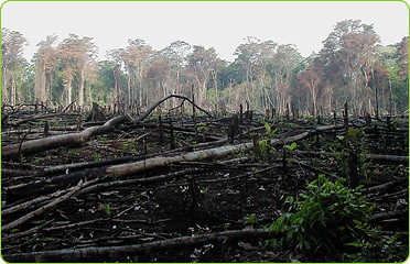 <p>This is a human cause of flooding, when people remove trees and reduce interception.</p>