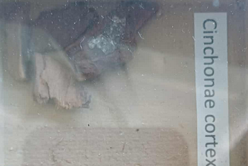 <p><span style="font-size: calc(var(--total-scale-factor) *12.00px);">Cinchonae cortex</span><br><span style="font-size: calc(var(--total-scale-factor) *12.00px);">vörös kínafa kéreg</span><br><span style="font-size: calc(var(--total-scale-factor) *12.00px);">Cinchona pubescens</span><br><span style="font-size: calc(var(--total-scale-factor) *12.00px);">Rubiaceae</span></p>