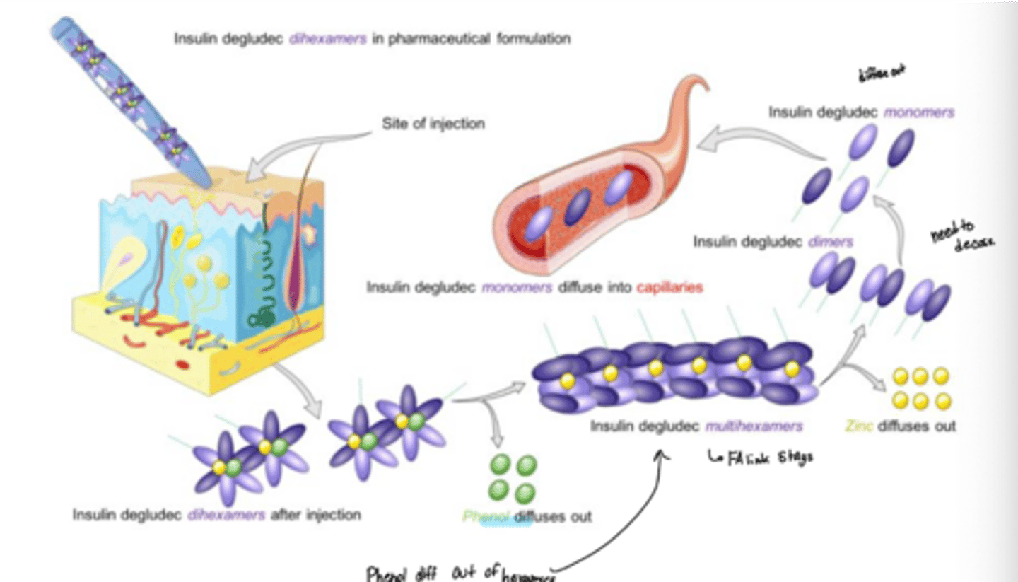 <p>o Phenols in degludec dihexamers diffuse out and they form multihexamers with fatty acid linkages</p><p>o Zinc diffuses out to make dimers</p><p>o Then make monomers</p>