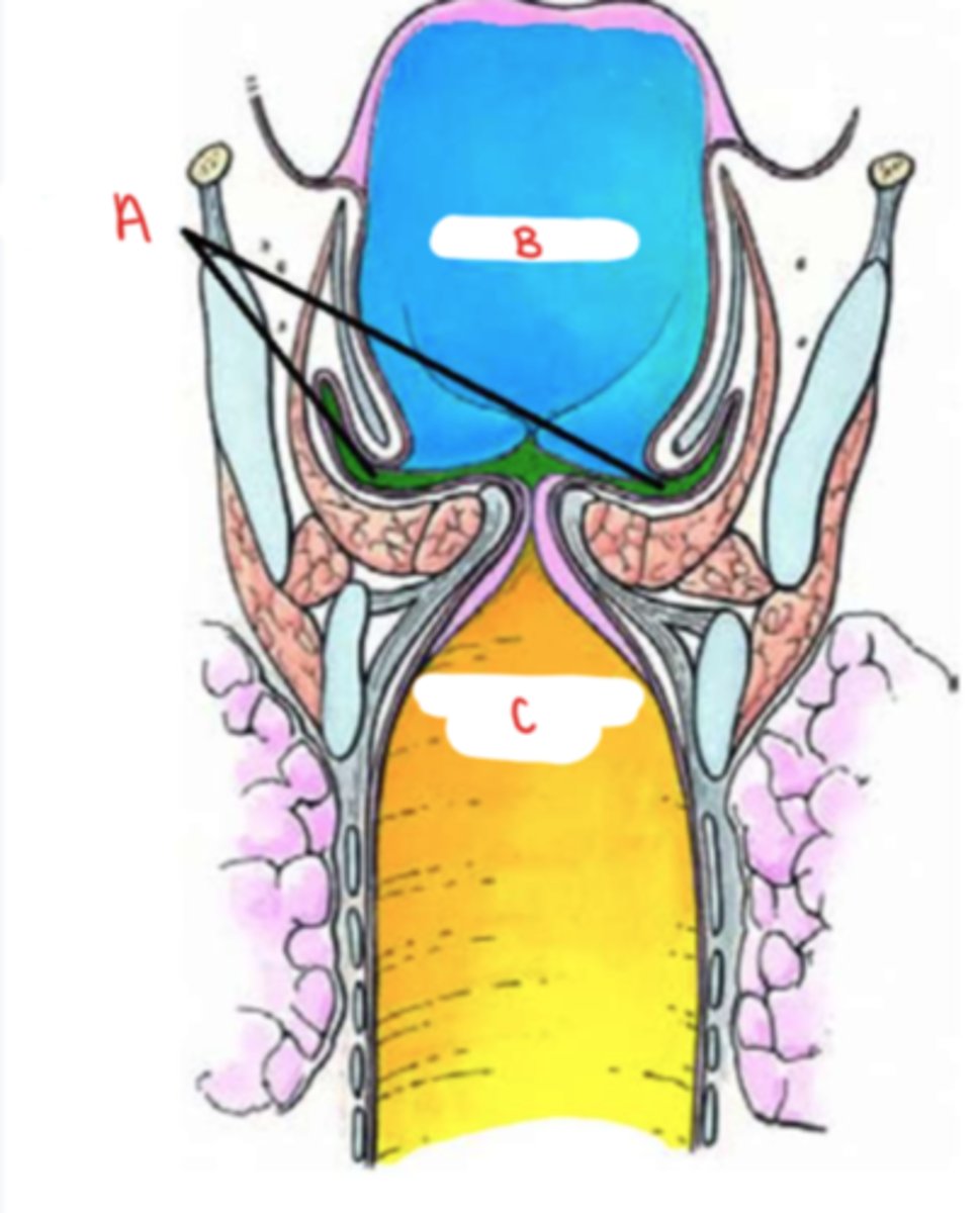 <p>identify A</p>